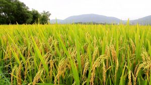 Riscos para o abastecimento de alimentos no Brasil