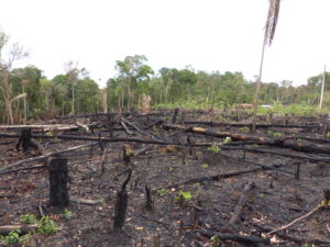 Destruição recorde em 15 anos