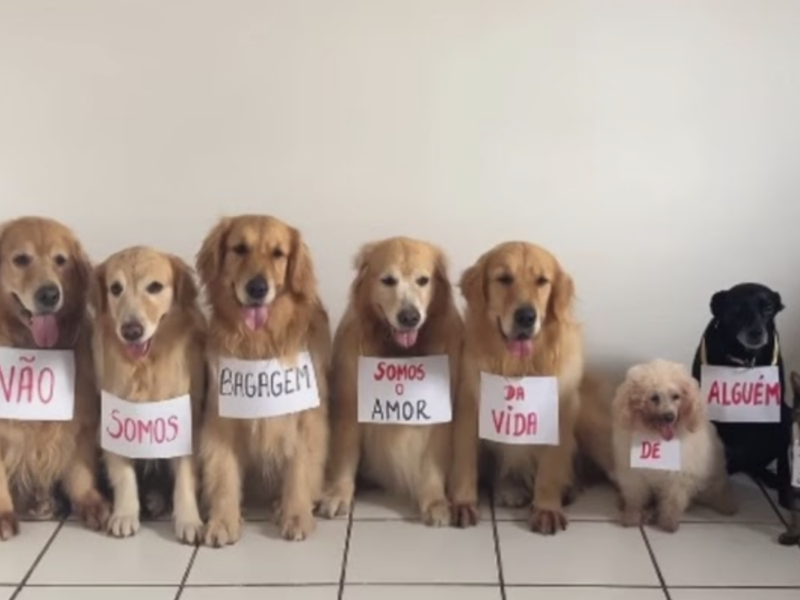 Senado recebe proposta de “Lei Joca” para transporte de animais