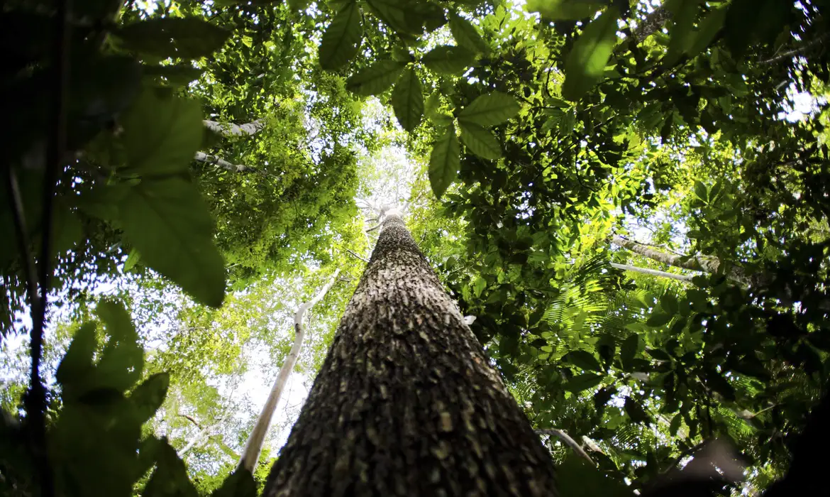 Artigo do líder: defesa do meio ambiente: um dever de toda a sociedade