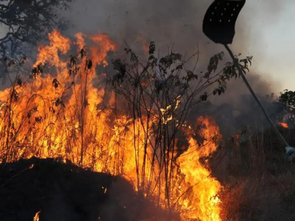 Dia da Amazônia: incêndio, desmatamento e garimpo marcam cenário do bioma