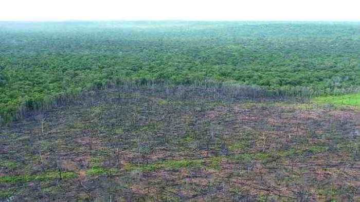 Destruição Ambiental: Contraste entre Floresta e Área Desmatada