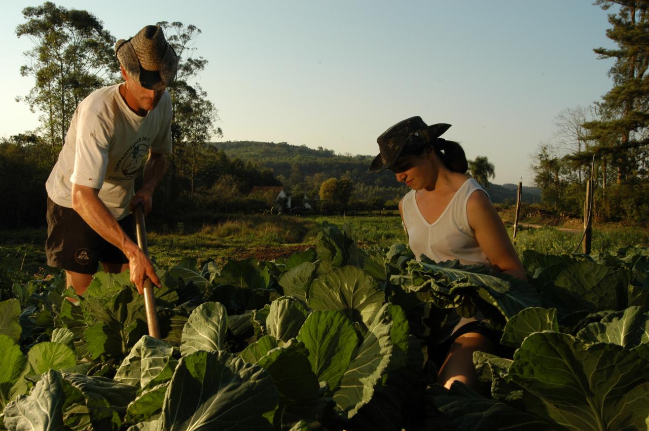 Agricultores Trabalhando na Horta ao Ar Livre