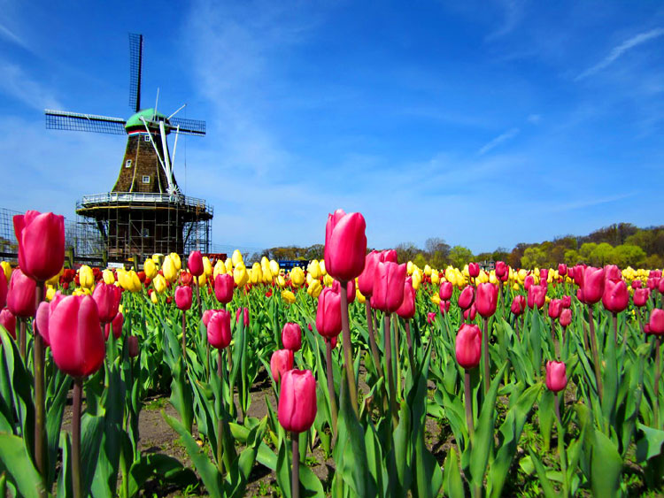 Campo Vibrante de Tulipas e Moinho Histórico Holandês