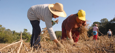 Colheita Manual no Campo: Trabalho e Subsistência Rural
