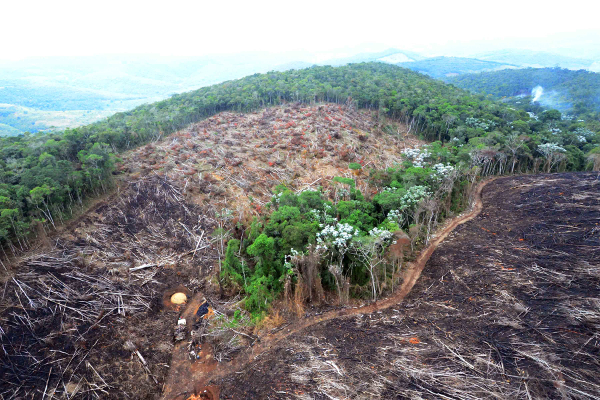 Devastação Florestal: O Contraste Brutal do Desmatamento
