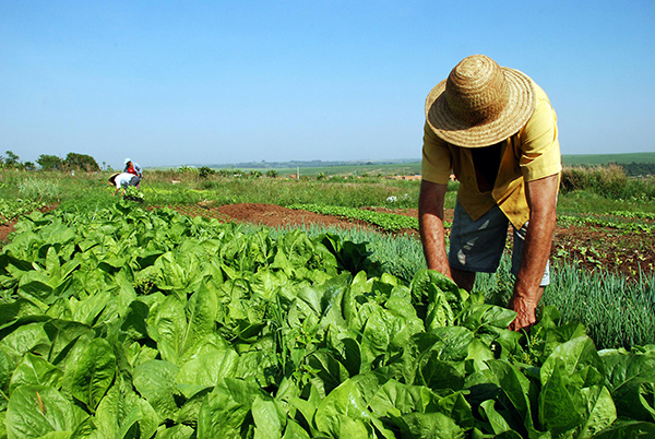 Trabalho Agrícola: Colheita em Campo Aberto