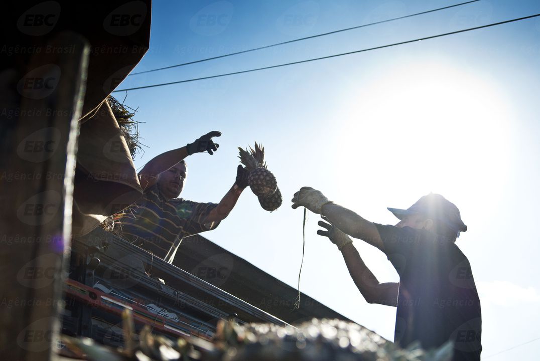 Trabalho Braçal: Colheita de Abacaxis sob Sol Intenso