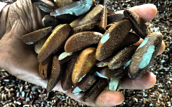 Mão Segurando Castanhas Nativas com Miolo Exposto