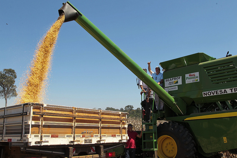 Colheita de Milho: Abundância e Celebração Agrícola no Acre