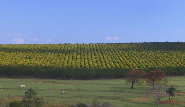 Plantação em Linhas no Campo Aberto com Gado