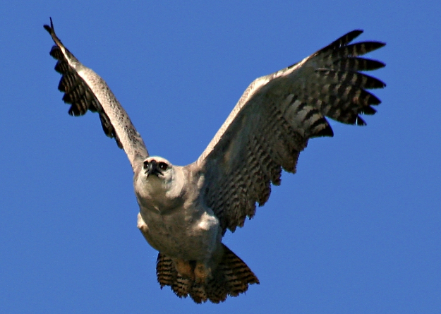 Águia Poderosa em Voo Livre Contra o Céu Azul