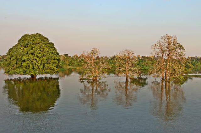 Floresta Alagada: Contraste e Reflexão na Natureza