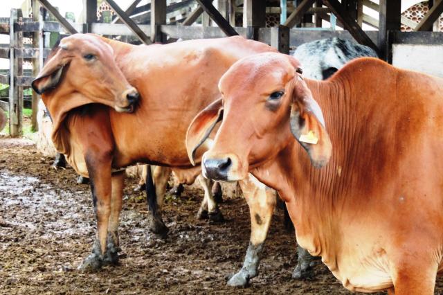 Gado em Curral: Cena da Agropecuária Rural