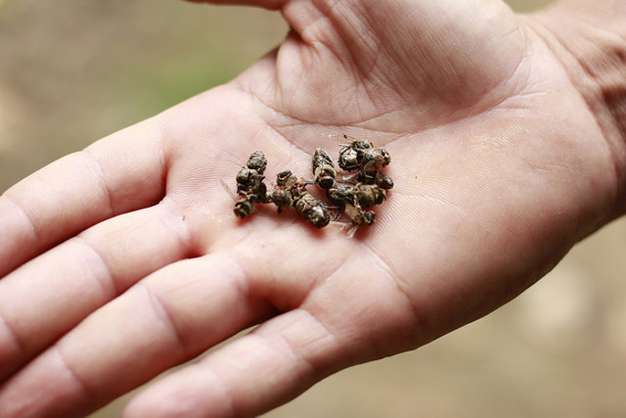 Abelhas Mortas: Símbolo da Crise Ambiental