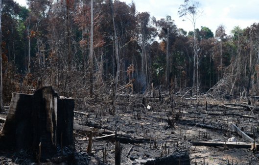 Devastação Florestal: O Fogo da Destruição Ambiental