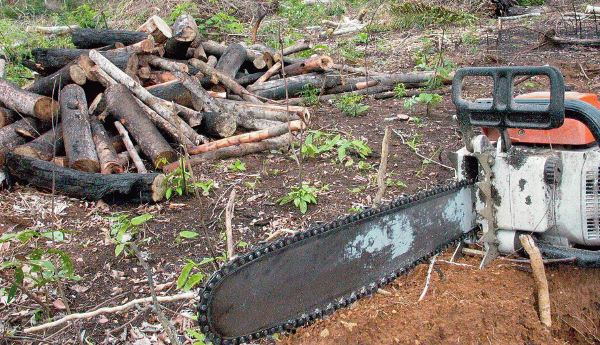 Motosserra e Toras: A Realidade do Desmatamento
