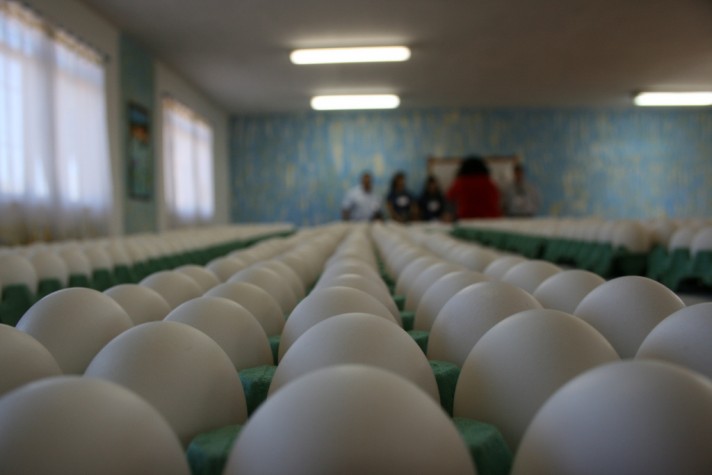 Produção de Ovos: Abundância, Trabalho e Alimento