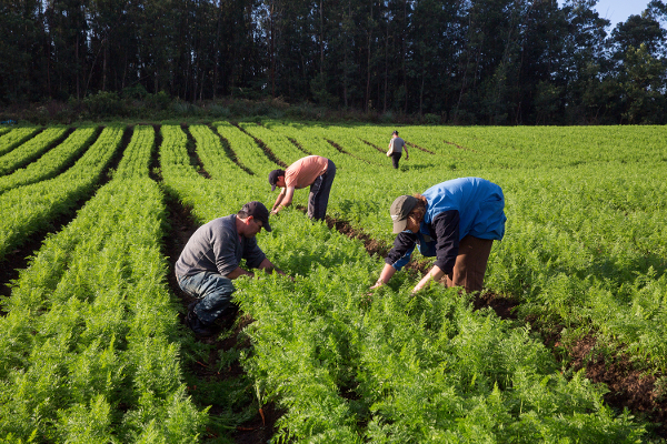 Mãos que Cultivam: Esforço no Campo Verdejante