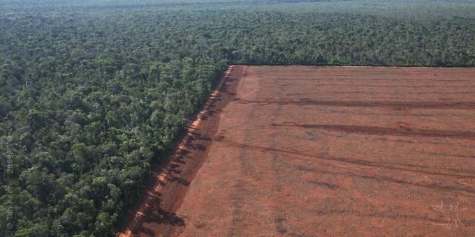 Desmatamento na Amazônia: Floresta Intacta e Terra Devastada