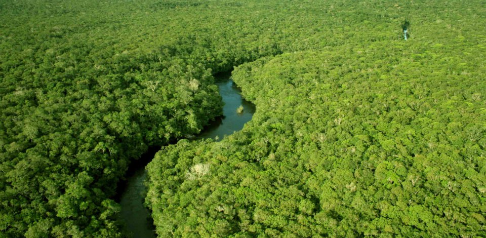 Dia da Amazônia: não há muito o que celebrar