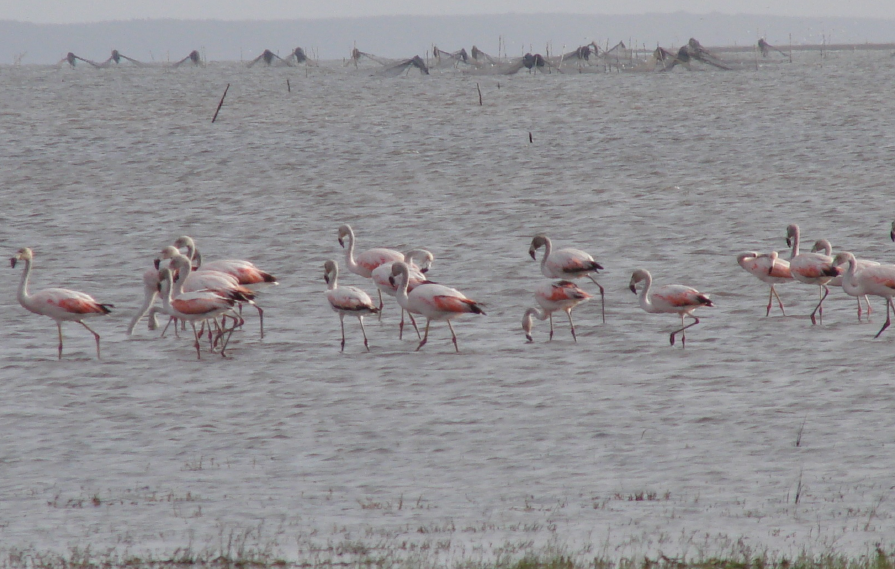 Flamingos em águas com redes de pesca.