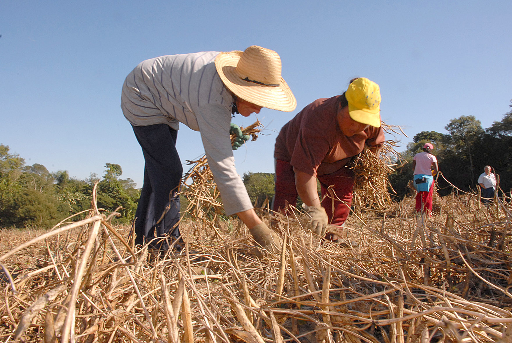 Mulheres camponesas colhem em campo ensolarado