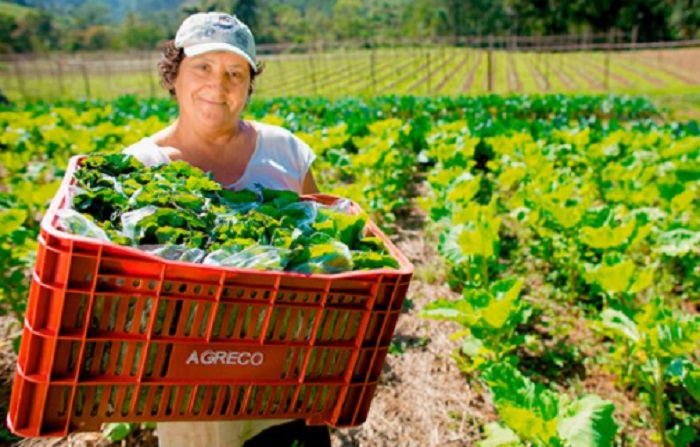 Agricultora sorridente exibe colheita farta de verduras frescas.