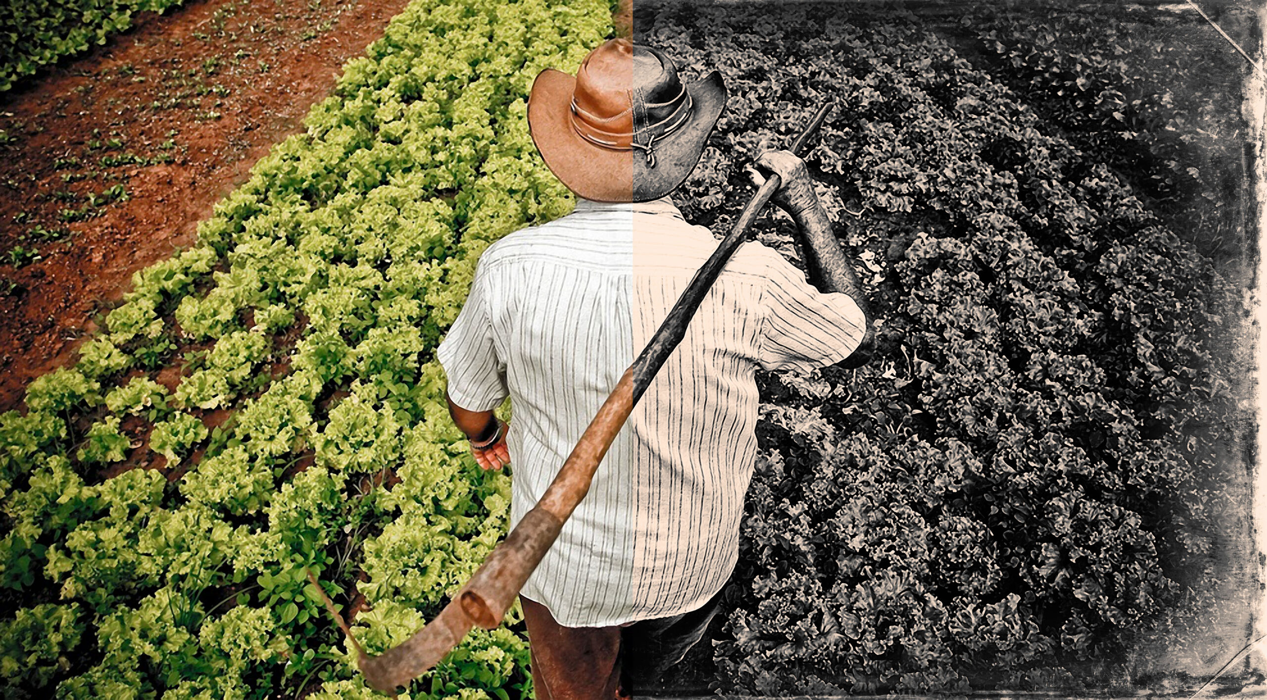 Dilema do Campo: Vida Verde e Realidade Árdua