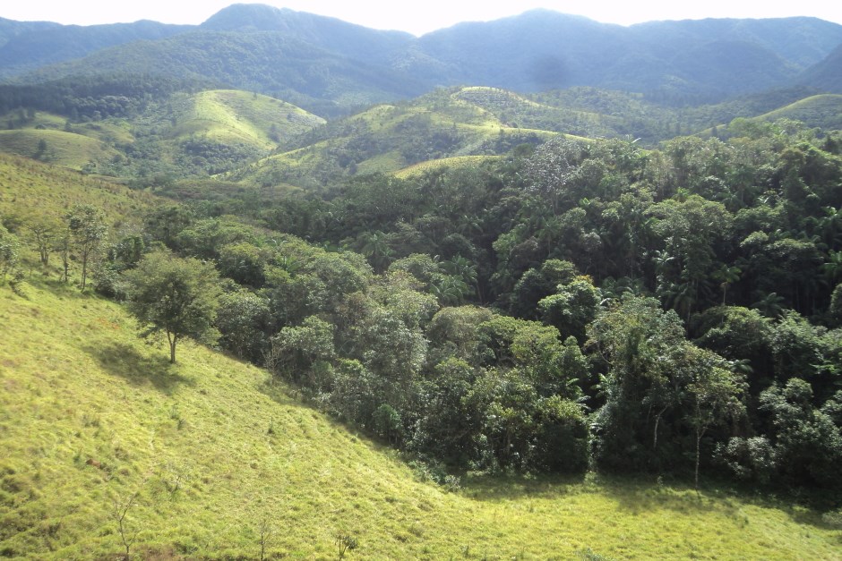 Vasta Paisagem Verde: Floresta e Montanhas Tropicais