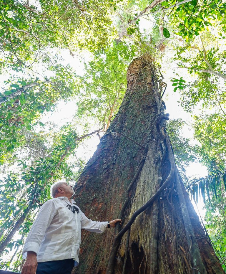 Lula Contempla Árvore Gigante na Amazônia