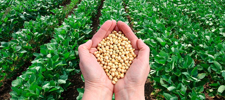 Soja nas mãos: Abundância em campo de cultivo