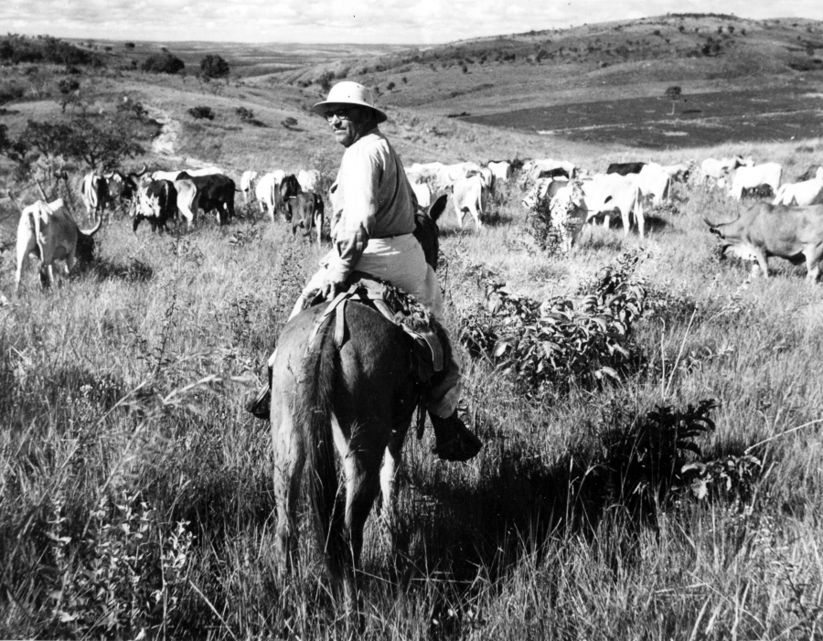 Vaqueiro em paisagem rural com rebanho
