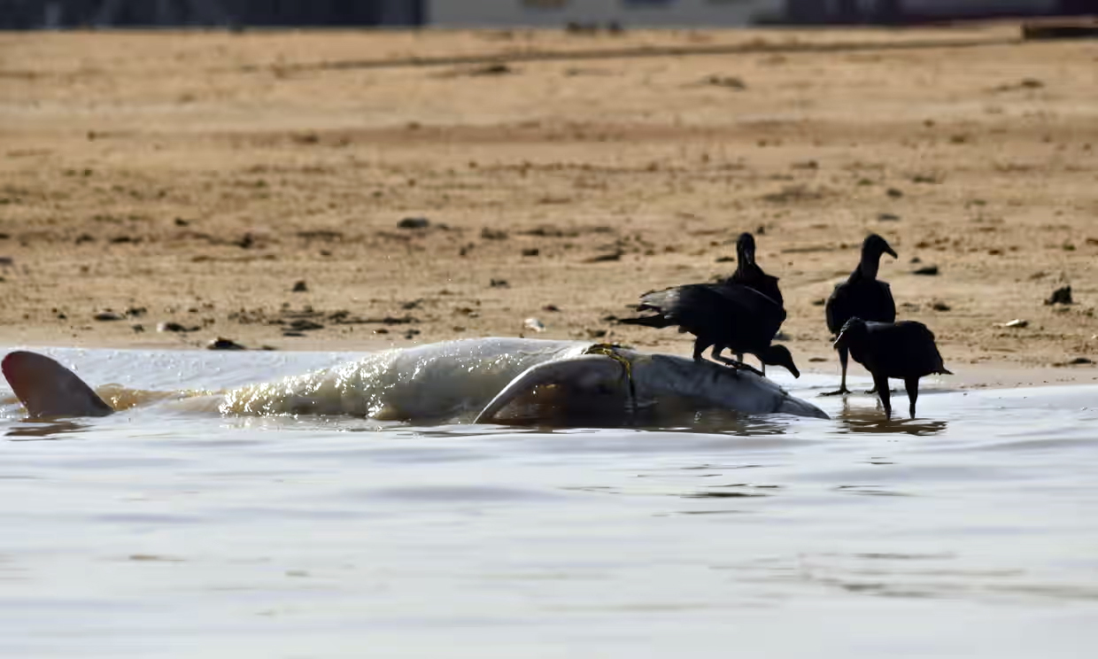 Golfinho Morto e Abutres na Praia