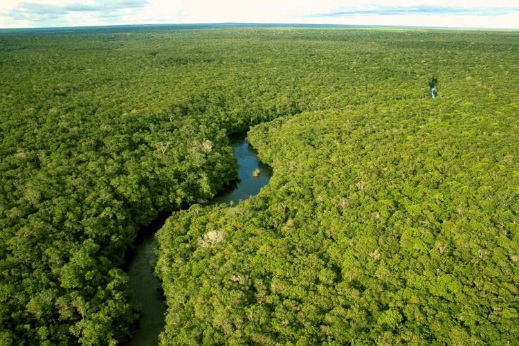 Rio e Floresta Amazônica: Natureza Intocada do Brasil