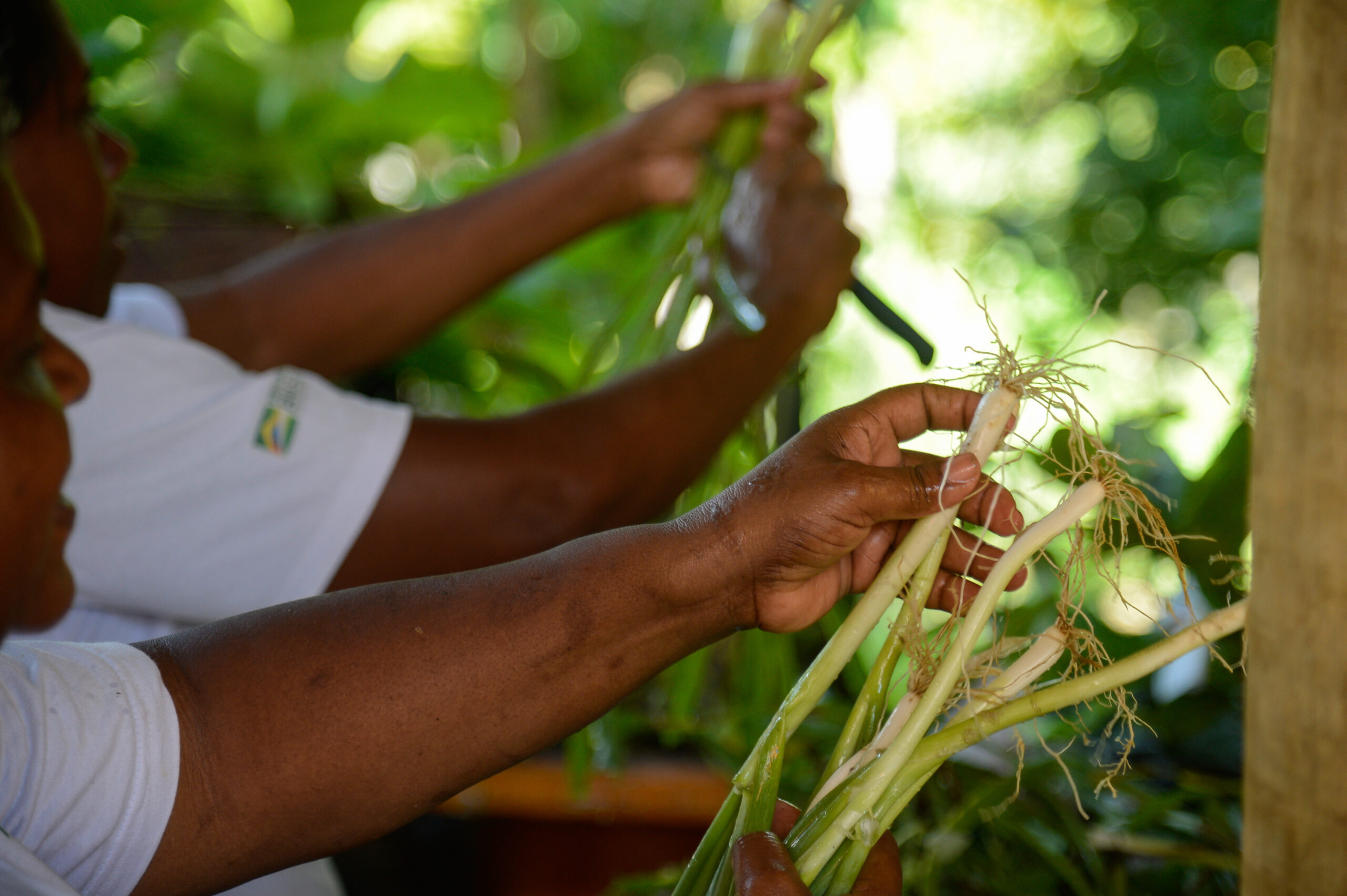 Mãos Trabalhando: Colheita e Preparo de Vegetais Frescos