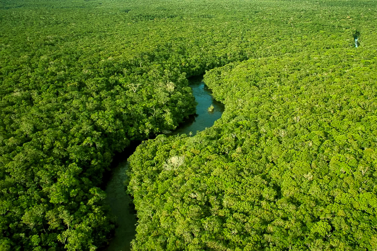 Biodiversidade Amazônica: Rio e Floresta Intocada