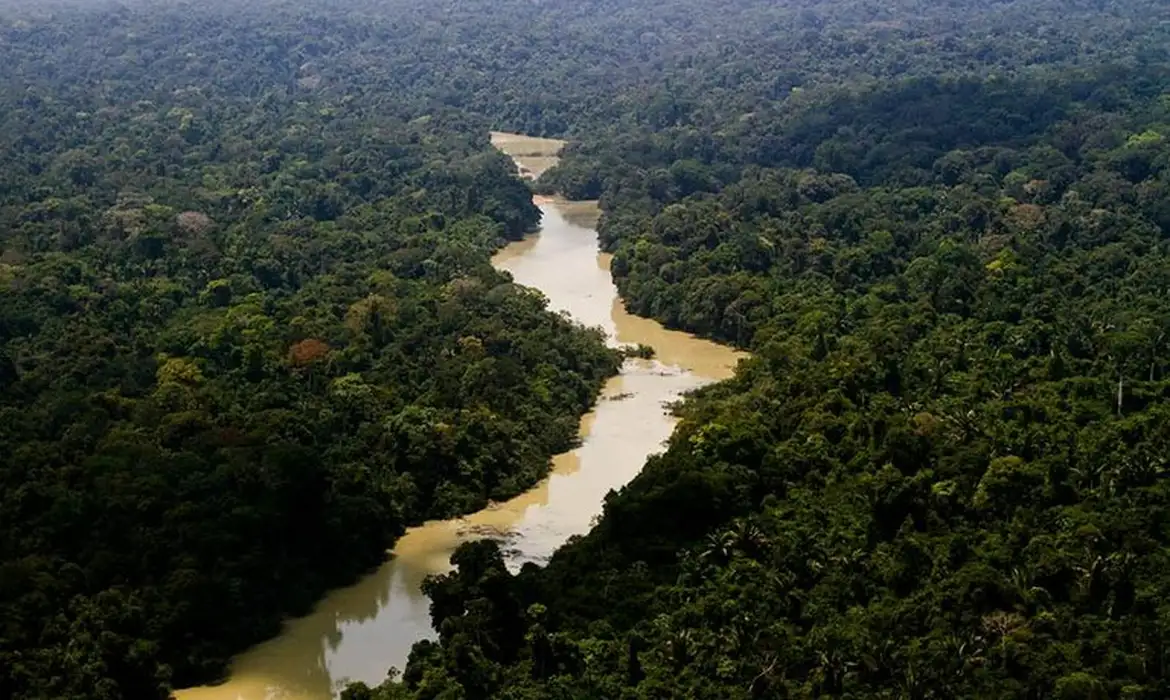 Rio da vida serpenteia pela imensidão verde da floresta