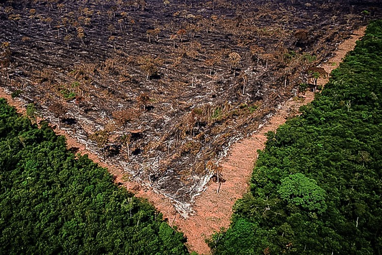 Amazônia: Desmatamento Forma V na Floresta Verde