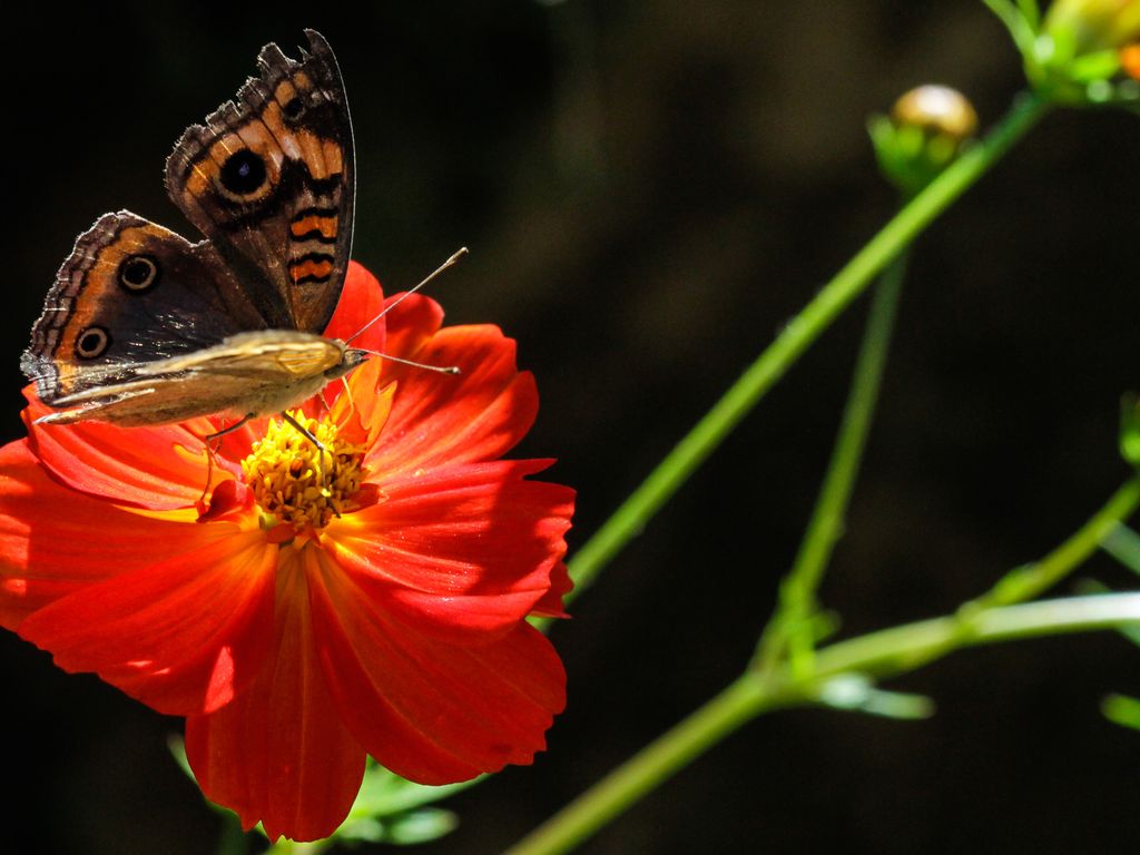 Borboleta em Flor de Cosmos Vermelha: Beleza Natural