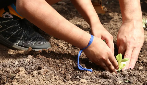 Mãos Plantando o Futuro: Cuidado com a Terra
